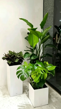 余姚花木租赁选择设置方法与详细步骤